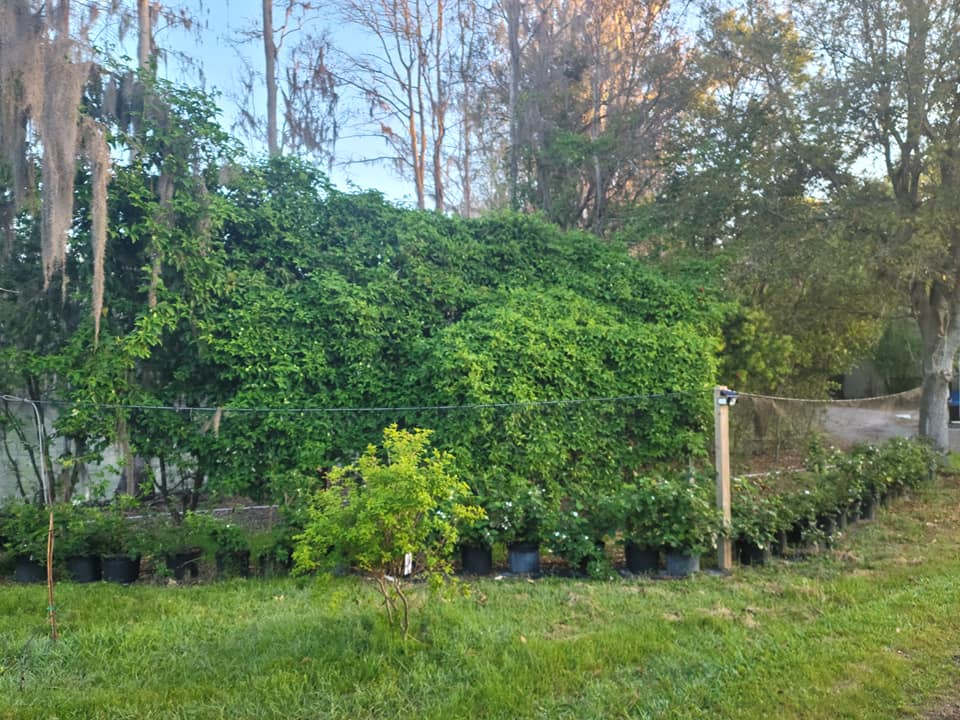 Cahaba Clubs Herbal Outpost