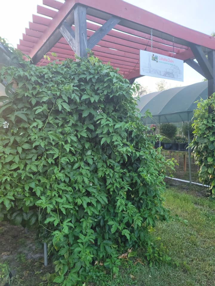 Cahaba Clubs Herbal Outpost