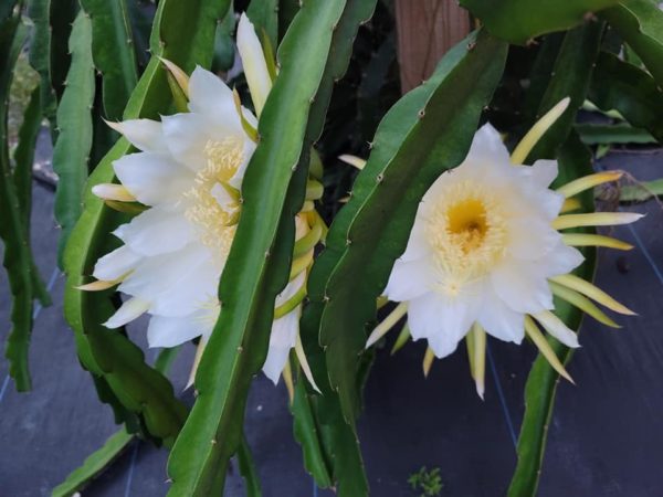 Cahaba Clubs Herbal Outpost - Orchid Cactus