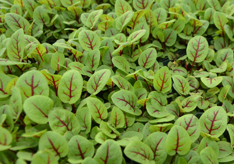 Blood Sorrel