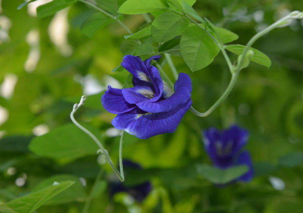 Blue Exotic Butterfly Pea