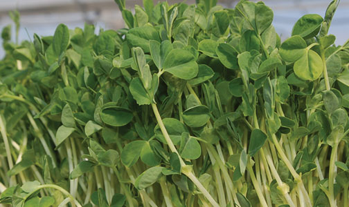 Green Pea Shoots