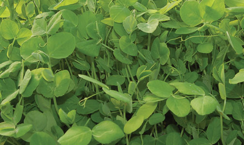 Green Pea Tendrils