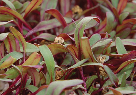 Micro Beet Bulls Blood