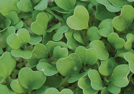 Micro Broccoli