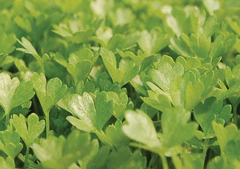 Micro Celery