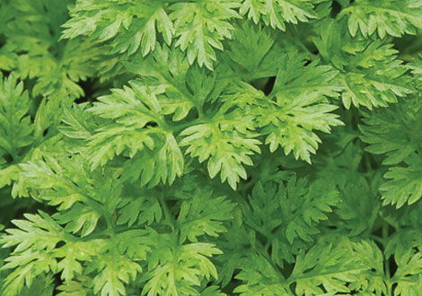 Micro Chervil