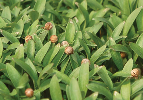 Micro Cilantro