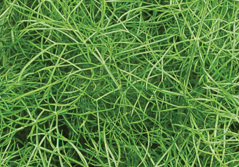 Micro Fennel