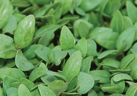 Micro Lemon Basil aka Lemone Cress