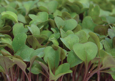 Micro Purple Kohlrabi