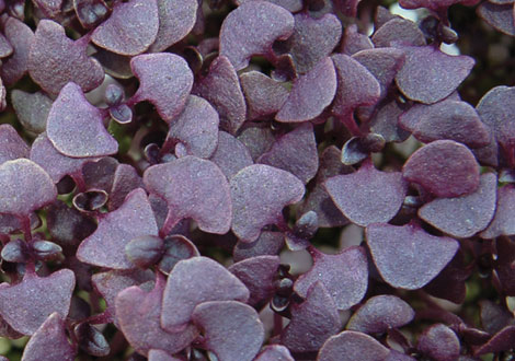 Micro Purple Sakura Radish