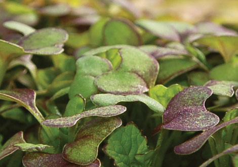 Micro Red Mustard Giant