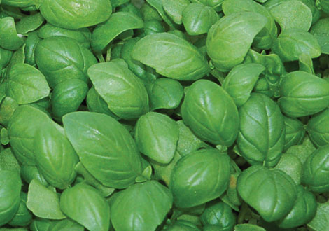 Micro Sweet Basil