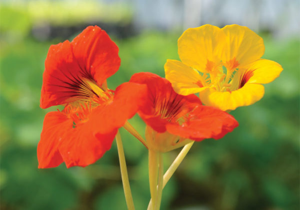 Nasturtiums