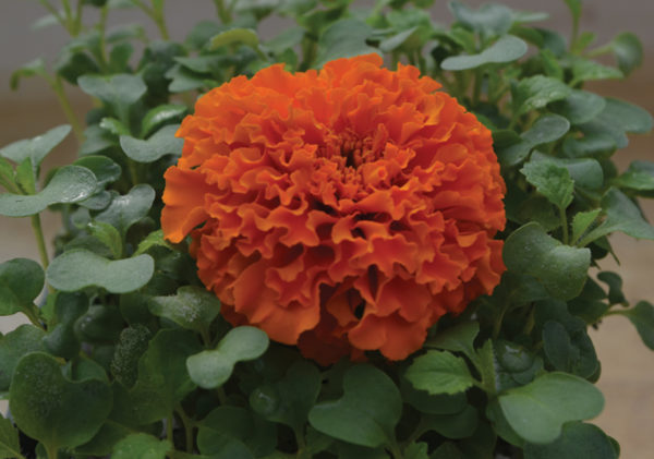 Orange Marigolds