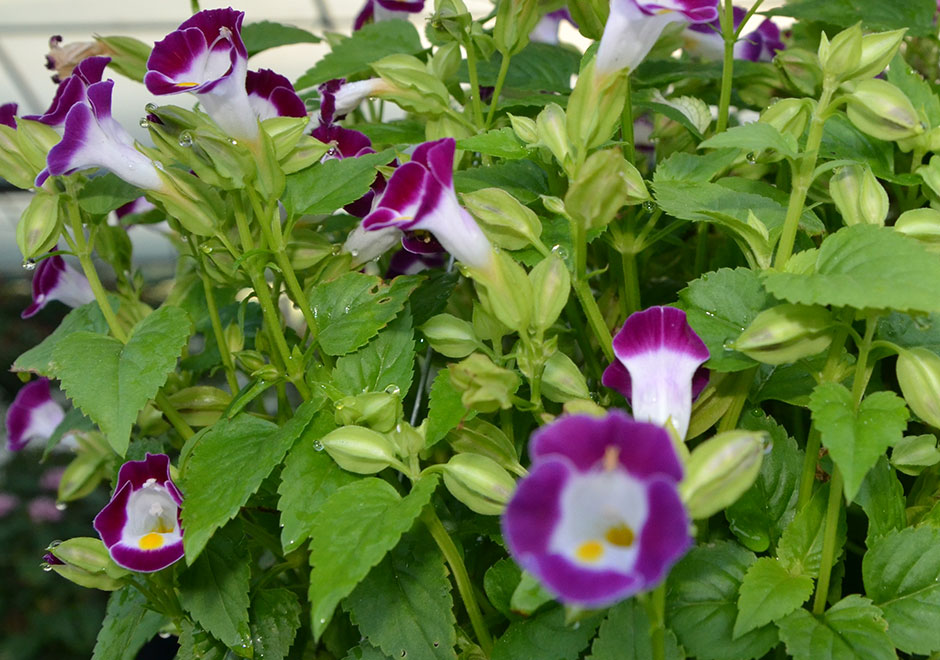 Torenia