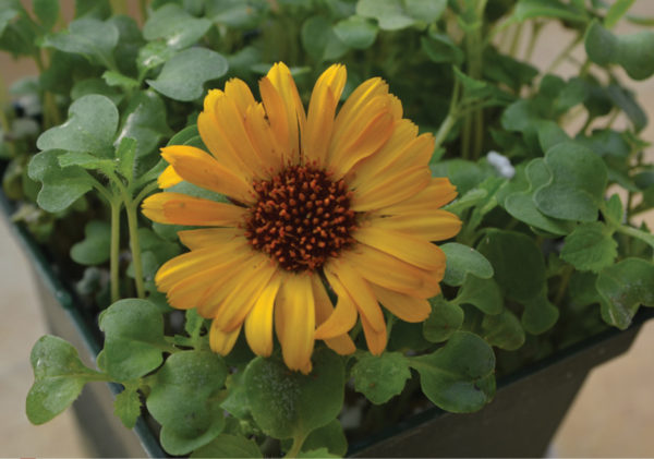 Yellow Calendulas