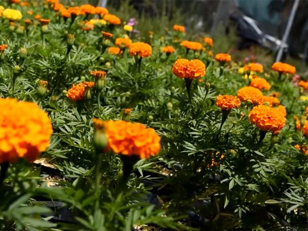Cahaba Clubs Herbal Outpost - Marigold Edible Flowers