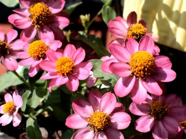 Cahaba Clubs Herbal Outpost - Zinnia Edible Flowers