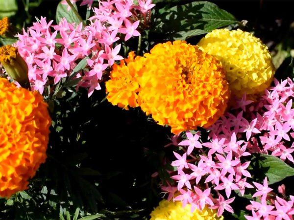 Cahaba Clubs Herbal Outpost - Edible Flowers