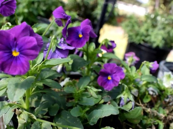 Cahaba Clubs Herbal Outpost - Purple Petunia Edible Flowers