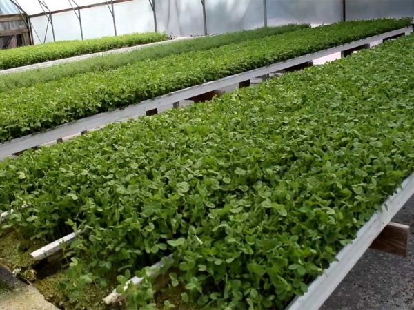 Cahaba Clubs Herbal Outpost - Microgreens Growing In Greenhouse