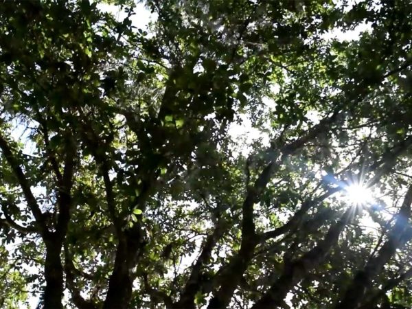 Cahaba Clubs Herbal Outpost - Surrounded by Nature