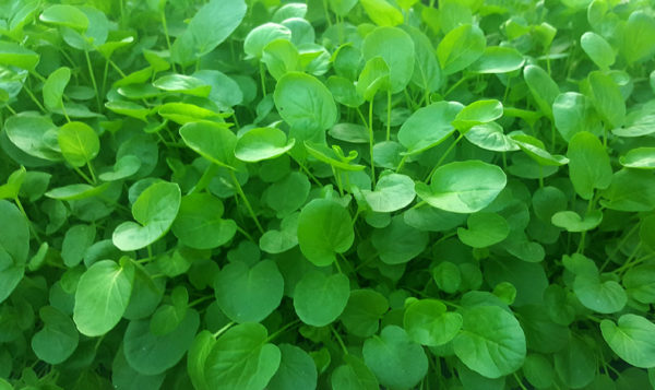 Upland Cress