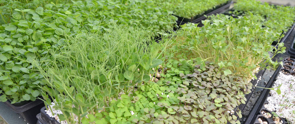 Cahaba Clubs Herbal Outpost